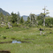 Evans Island muskeg