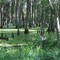 Avoyelles Parish Swamp