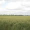 Wheat fields, Bordelon Rd, Bunkie, LA