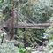 Vine bridge, Tari