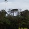  Heavy Moss Covered Trees in Thich Tall Jungle around Oil Search Exploration site along Mountain Ridges in Southern Highlands in PNG