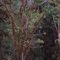 Thick Moss Covered Branches and Trees in Dense Inpenetrable Jungle on Top of  High Ridges near Oil Search Camp in Southern Highlands Mountains in PNG