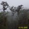Heavy Damp Moss Clinking to Branches and Trunks of Tall Trees in Dense Jungle Growth along High Ridges in Southern Highland Mountain Valleys  Covered most of the time in Damp Clouds or Mist, I thought they were Large Bird Nests when i first saw them, only in PNG