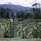Country View, Western Highlands, Papua New Guinea