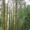 Kokoda Track 1998