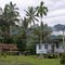 Under the betel nut palm