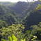 Tufi rain forest
