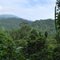 Tufi rainforest