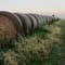 Frosty Bales