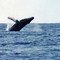 Humpback Whale near Kauai