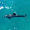 Spinner Dolphin, off Waimea, Kaua'i, HI.  aug 23, 2005