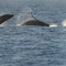 Photo series of leaping Humpback whale calf - 200804