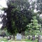 Adlai Stevenson's grave