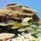 Blueline snapper