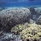 Porites compressa.  Hawaii.  Forming large stands.  Photograph: Jim Maragos.