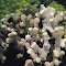 Porites compressa.  Hawaii.  A small clump.  Photograph: Don Potts.