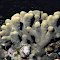 Porites compressa.  Hawaii.  Side view of branches.  Photograph: Cindy Hunter.
