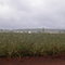 A field of peanappleplants