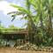 Fresh Coconuts