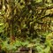 Cloud Forest 2