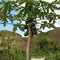 Papaya growing at roadside