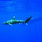 Oceanic Whitetip Shark