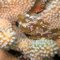 Leaf Scorpion Fish