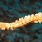 Wire-Coral Gobie