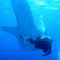 Whale Shark