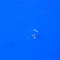 Humpback Whale's (Mother and Calf)