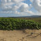 Mo'omomi panoramic