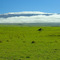 Mauna Kea from Waimea