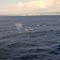 Oahu, HAWAII - Humpback Whales in migration, Whale Watching Cruise off Honolulu Harbor & coast