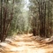 Dry forest on road to Polihua