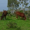 Maui Upland!!