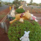 Bear bush - 200804