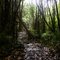 Hike into Shipman Beach