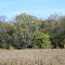 Fall 2012 near Homer, IL