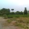 greenery