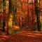 Autumn forest