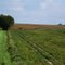 Tomato field