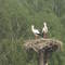 Polska-Jeżewo  White Stork