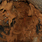 Wnętrze pnia (Inside of a tree stem)