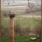  Ptaki w mieście i nie tylko - Wiosna, panie sierżancie...! / Storks in the spring