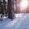 Bike in the forest