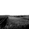 Cane fields
