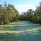 Swamp bayou