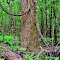 American Elm