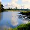 Staw przy Odrze.Pond at the Oder.