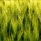  Równa - Young barley. *YS*